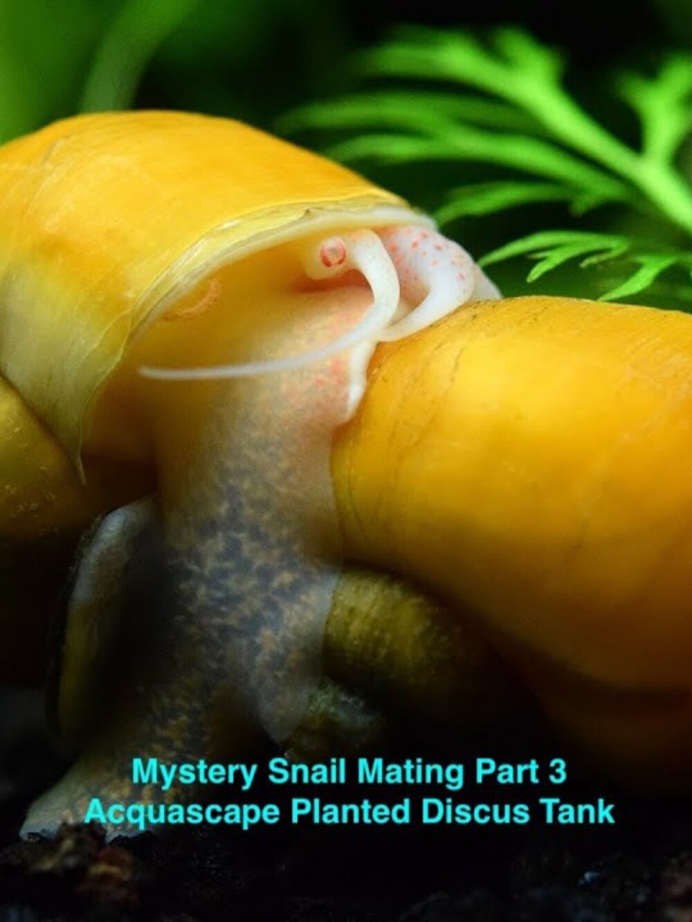 Snails Golden Mystery Snails